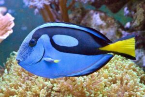 blue-tang