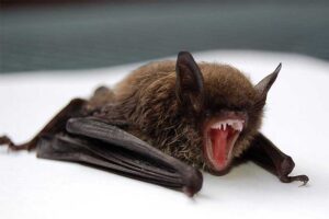sleeping-brown-bat