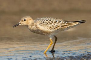 buff-breasted-sandpiper