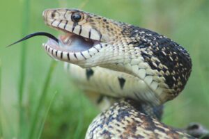 bull-snake