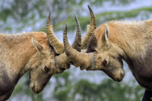 capra-Ibex