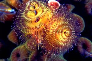 christmas-tree-worm - Colorful Ocean Creatures