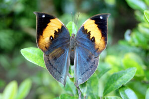 dead-leaf-butterfly