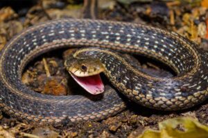 eastern-garter-snake