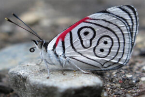 eighty-eight-butterfly