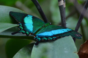 emerald-swallowtail