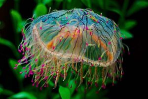 flower-hat-jelly