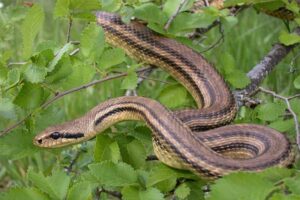 four-lined-snake