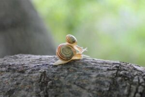 garden-snail