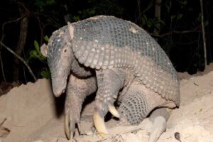 sleeping-giant-armadillo