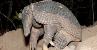 sleeping-giant-armadillo