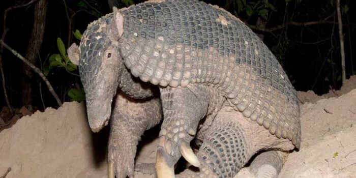 sleeping-giant-armadillo