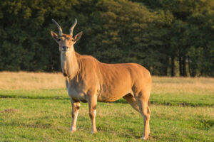 giant-eland