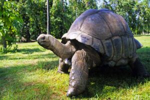 giant-tortoise