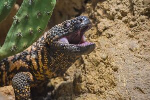 gila-monster