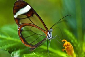 glasswinged-butterfly