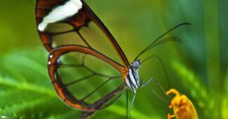 glasswinged-butterfly