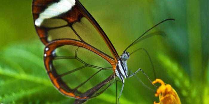 glasswinged-butterfly