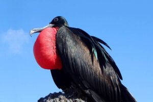 great-frigatebird