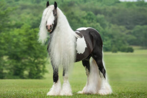 gypsy-horse