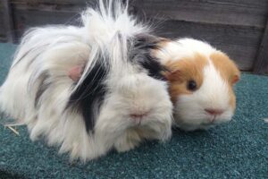 hairy-guinea-pig