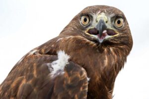 hawk-endemic-animals