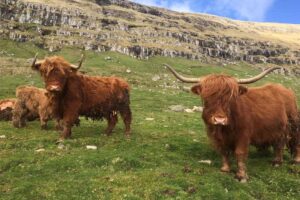 highland-cattle