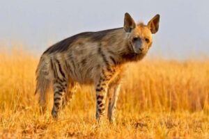 hyena-sharpest-animal-thieves