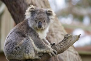 sleeping-koala