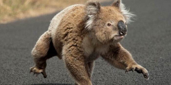 koala-bear