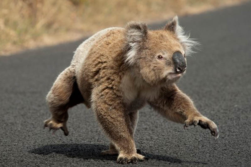 Top 10 Slowest Animals On Earth Depth World