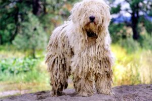 komondor-dog