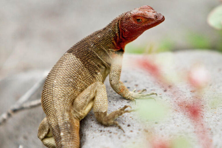 Top 10 Endemic Animals of Galapagos Islands Depth World