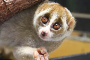 loris-slowest-animal