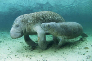 Manatee - Slowest Animals