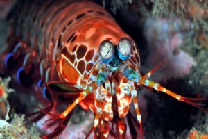 mantis-shrimp