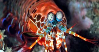mantis-shrimp