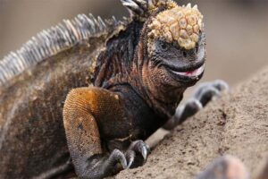 marine-Iguana