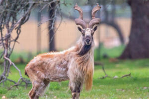 markhor