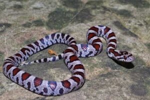 milk-snake