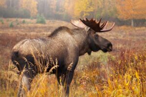 moose