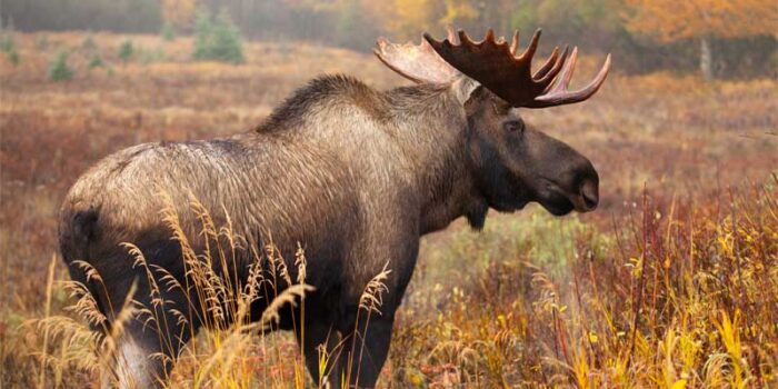 moose