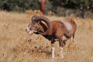 mouflon