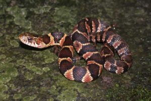 northern-water-snake