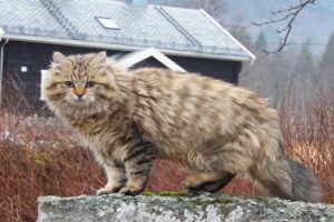 norwegian-forest-cat