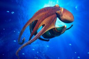 octopus-sharpest-animal-thieves