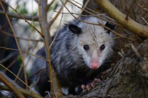 sleeping-opossum