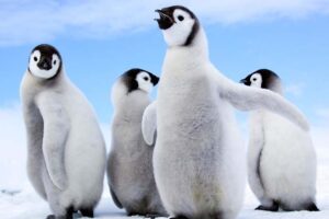 Penguin-endemic-animals