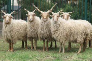 racka-sheep