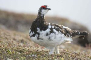 rock-ptarmigan